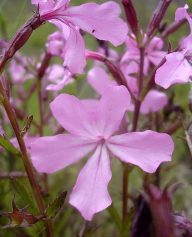 Cycnium racemosum flower